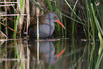 water rail