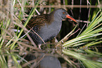 water rail
