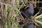 water rail