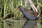water rail