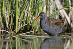 water rail