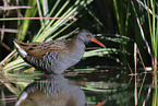 water rail