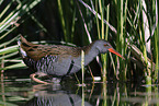 water rail