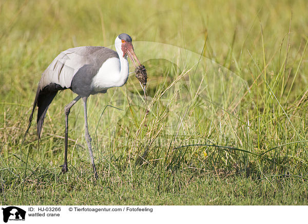 wattled crane / HJ-03266