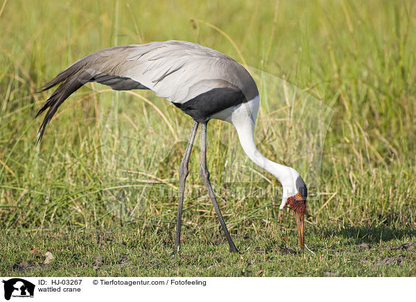 wattled crane / HJ-03267