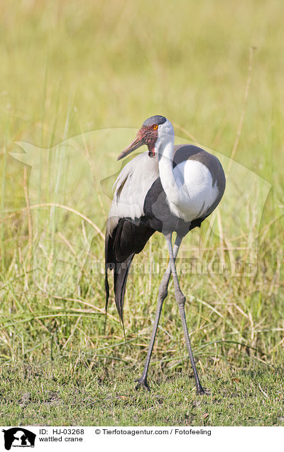 Klunkerkranich / wattled crane / HJ-03268