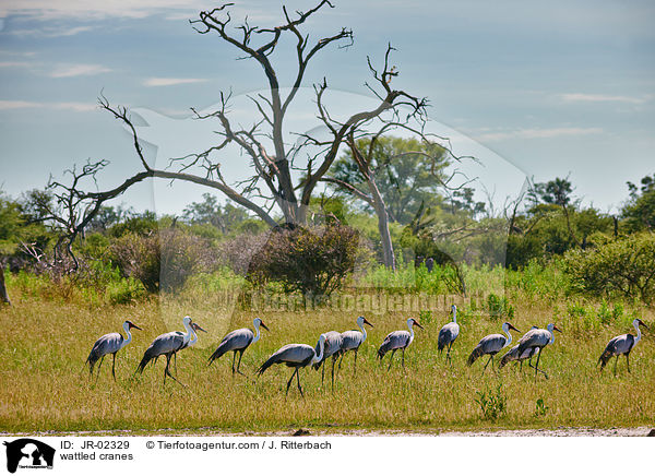 Klunkerkraniche / wattled cranes / JR-02329