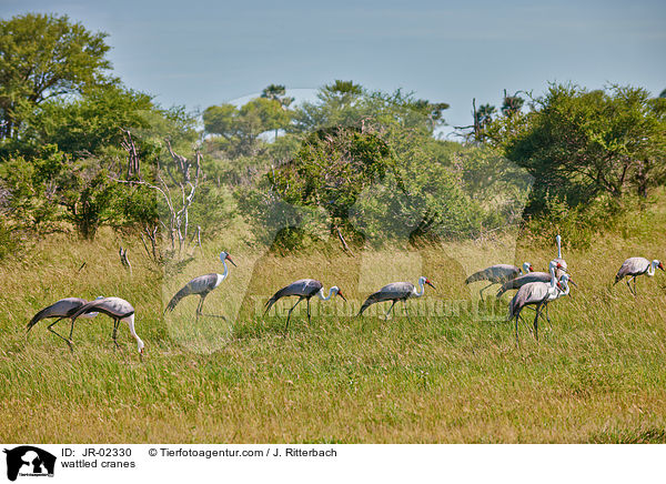 Klunkerkraniche / wattled cranes / JR-02330