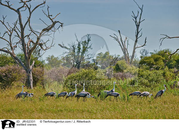 Klunkerkraniche / wattled cranes / JR-02331