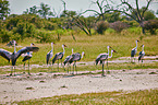 wattled cranes