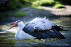 wattled crane