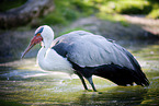 wattled crane