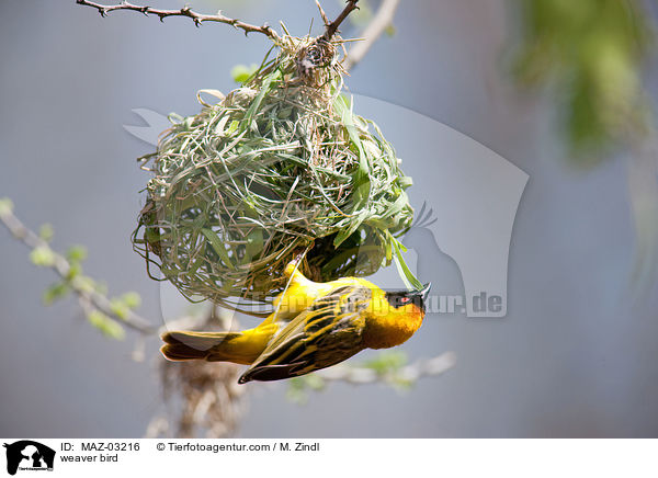 weaver bird / MAZ-03216