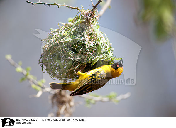Webervogel / weaver bird / MAZ-03226