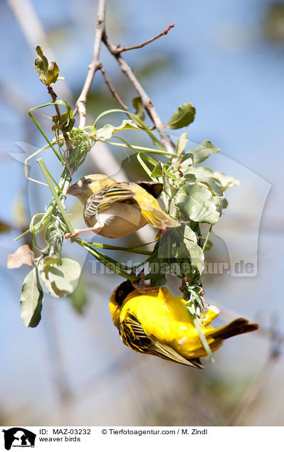weaver birds / MAZ-03232