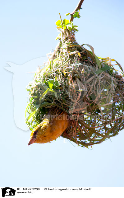 weaver bird / MAZ-03238