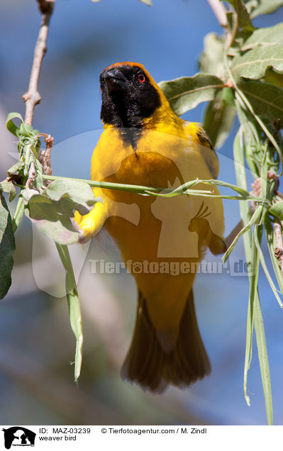 weaver bird / MAZ-03239