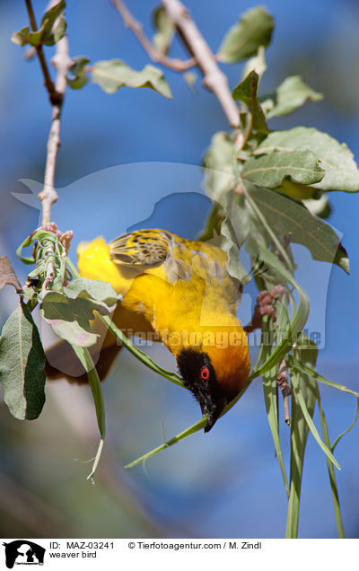 weaver bird / MAZ-03241