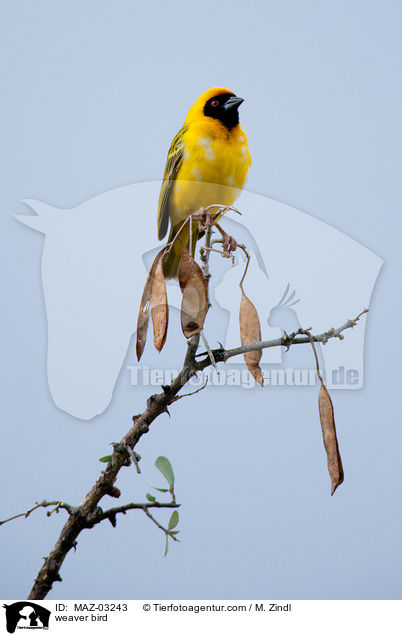 weaver bird / MAZ-03243