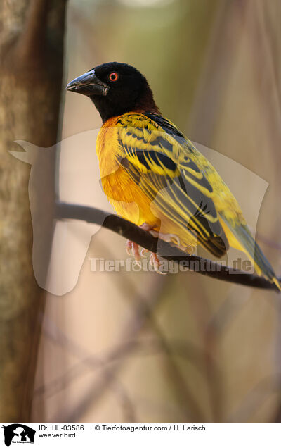 weaver bird / HL-03586
