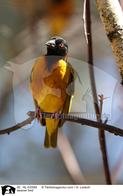 Webervogel / weaver bird / HL-03589