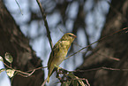 weaver