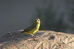 weaver