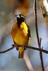 weaver bird