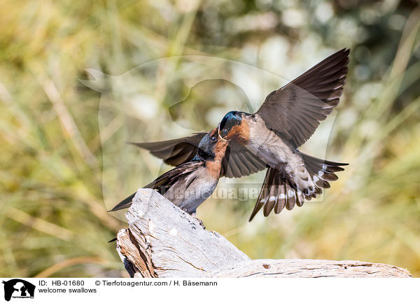 welcome swallows / HB-01680