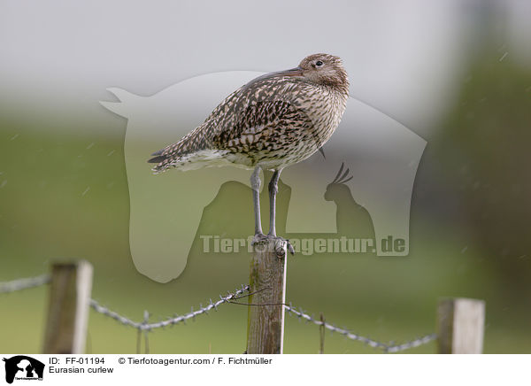 Eurasian curlew / FF-01194