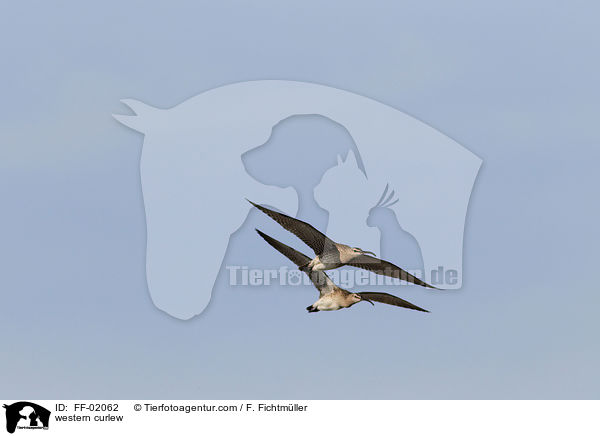 western curlew / FF-02062