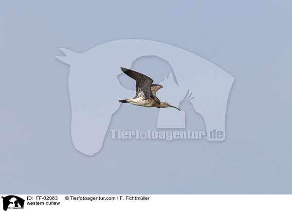 western curlew / FF-02063