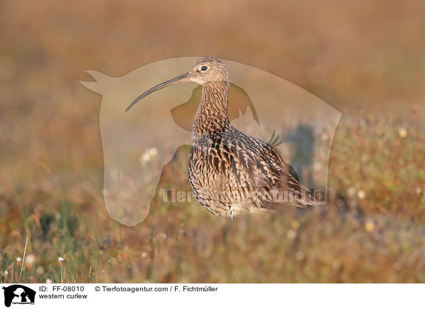 western curlew / FF-08010