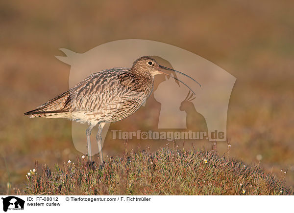 Groer Brachvogel / western curlew / FF-08012