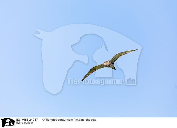 flying curlew / MBS-24037