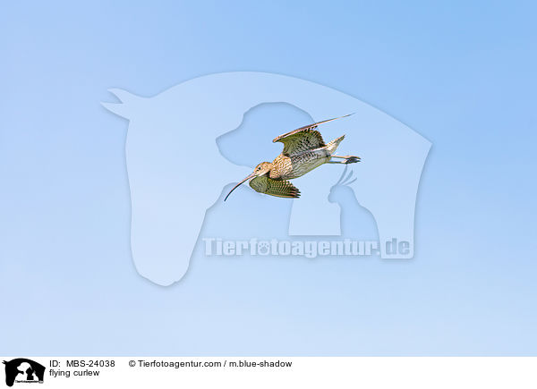 flying curlew / MBS-24038