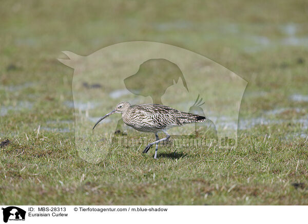 Groer Brachvogel / Euraisian Curlew / MBS-28313