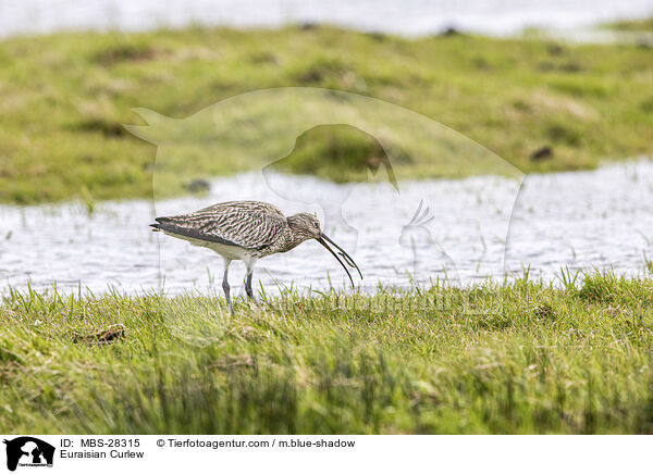 Groer Brachvogel / Euraisian Curlew / MBS-28315