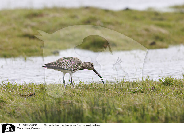 Großer Brachvogel / Euraisian Curlew / MBS-28316