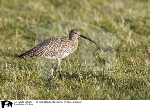 Euraisian Curlew / MBS-28323