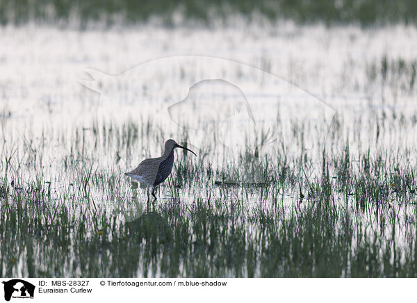 Groer Brachvogel / Euraisian Curlew / MBS-28327