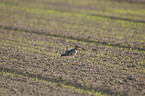 Eurasian curlew