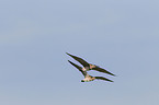 western curlew