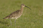 Eurasian curlew