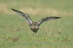 western curlew