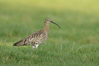 western curlew