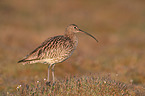 western curlew