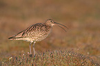 western curlew