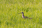 Great curlew in the meadow