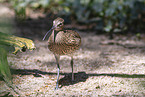 Eurasian curlew